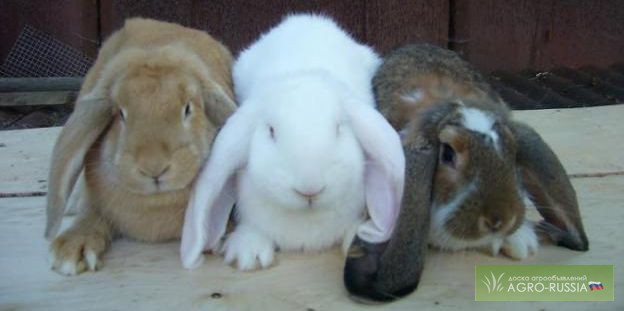 Фото 2. Кролики гиганты Фландр, Ризен, Баран. Красноярс