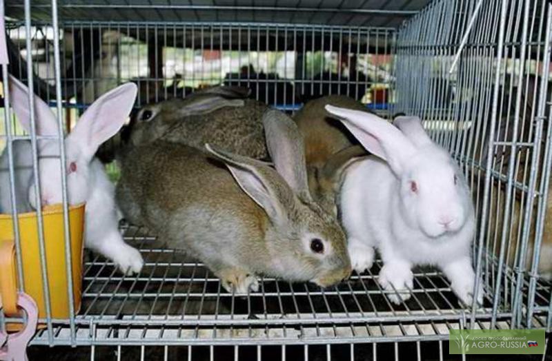 Фото 3. Кролики гиганты Фландр, Ризен, Баран. Красноярс