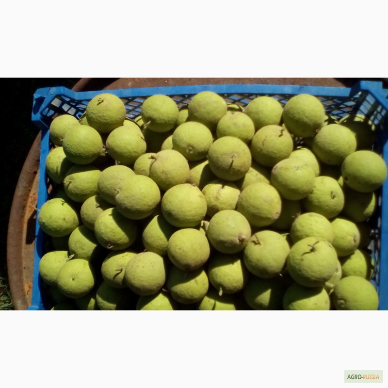 Фото 3. Продаём плоды, саженцы Чёрного ореха, Маклюры, красного дуба