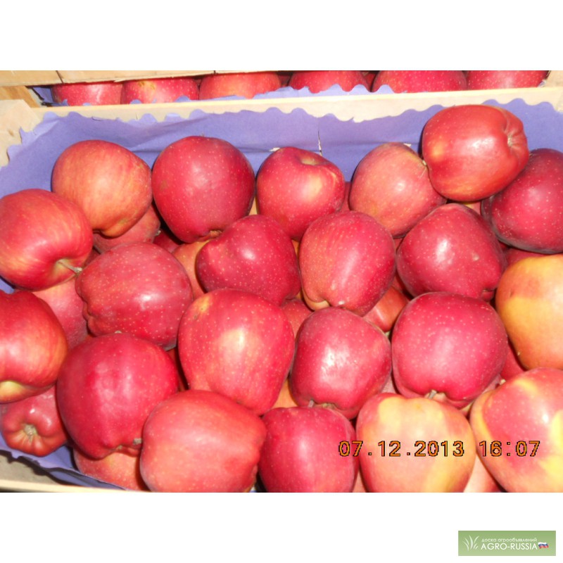 Фото 4. Свежие фрукты яблоки в Сербии