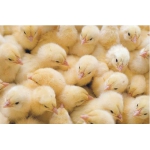 Продаются цыплята бройлерные с частного подворья под СпБ