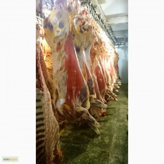 Мясо говядины KPC