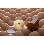 Яйца инкубационные бройлерные