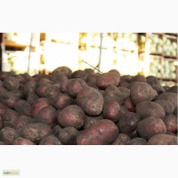 Продажа картофеля опт/розница