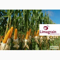 Семена кукурузы Адевей (ФАО 280) LG