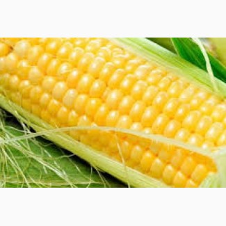 Семена кукурузы Краснодарский 291, 194