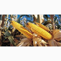 Предлагаем семена гибридов кукурузы урожая 2017года, с одним протравителем Витовакс 200