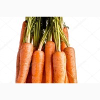 Морковь от 5 тонн