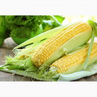 Семена кукурузы РОСС 199 МВ F1 (силос и зерно)