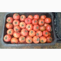 Продам помидоры из Ирана от компании «Рунаш»