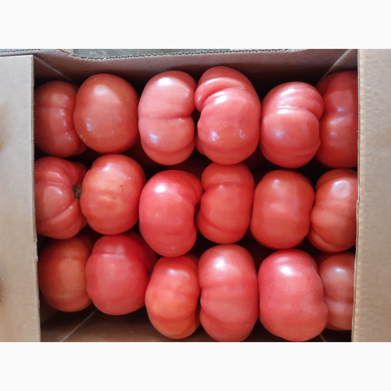 Фото 4. Продам томат розовый