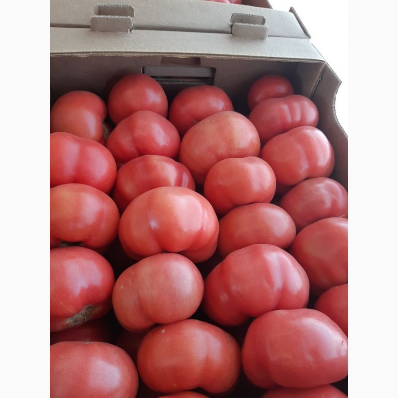 Фото 5. Продам томат розовый