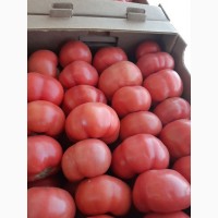 Продам томат розовый