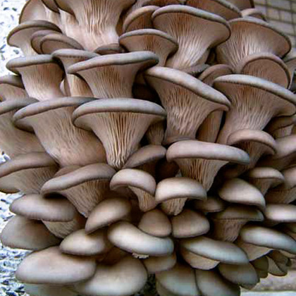 домашние грибы купить