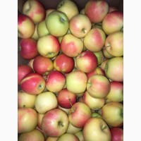 Яблоки гала (1 сорт и 2 сорт) оптом