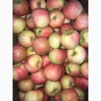 Яблоки гала (1 сорт и 2 сорт) оптом