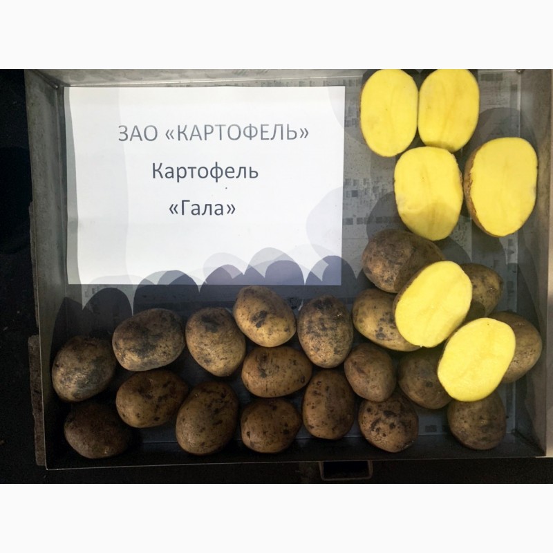 Фото 2. Продажа картофеля оптом от крупнейшего хозяйства УРФО