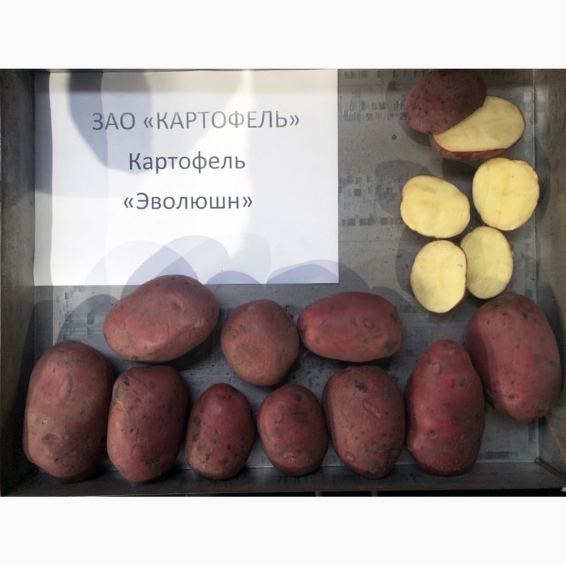 Фото 3. Продажа картофеля оптом от крупнейшего хозяйства УРФО