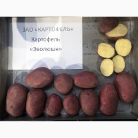 Продажа картофеля оптом от крупнейшего хозяйства УРФО