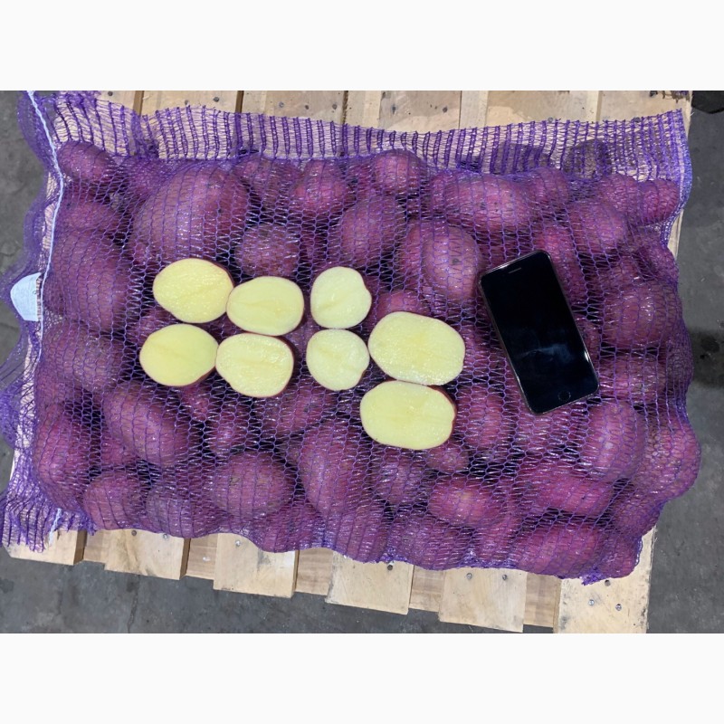 Фото 12. Продажа картофеля оптом от крупнейшего хозяйства УРФО
