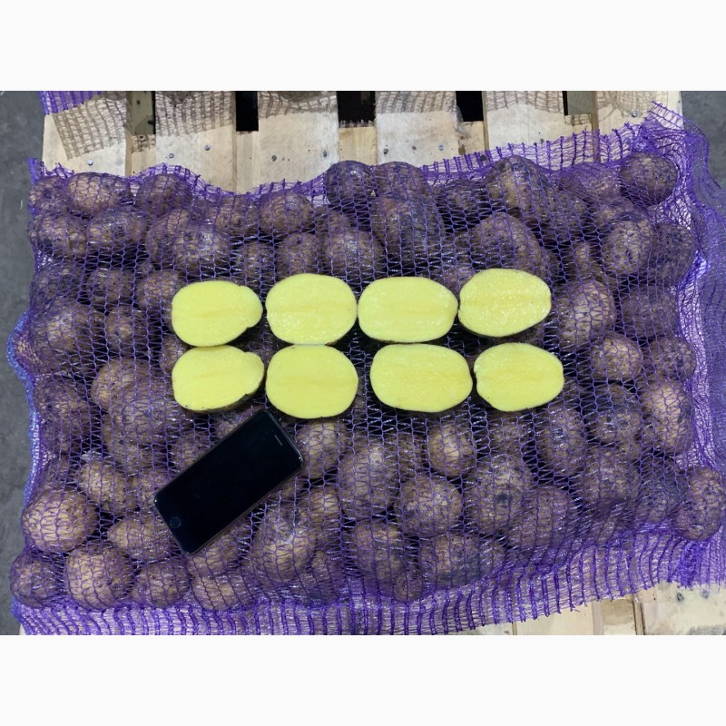 Фото 13. Продажа картофеля оптом от крупнейшего хозяйства УРФО