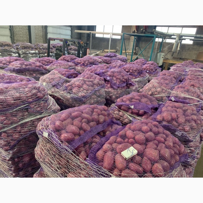 Фото 8. Продажа картофеля оптом от крупнейшего хозяйства УРФО