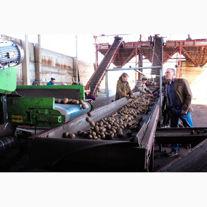 Фото 4. Продажа картофеля оптом от крупнейшего хозяйства УРФО