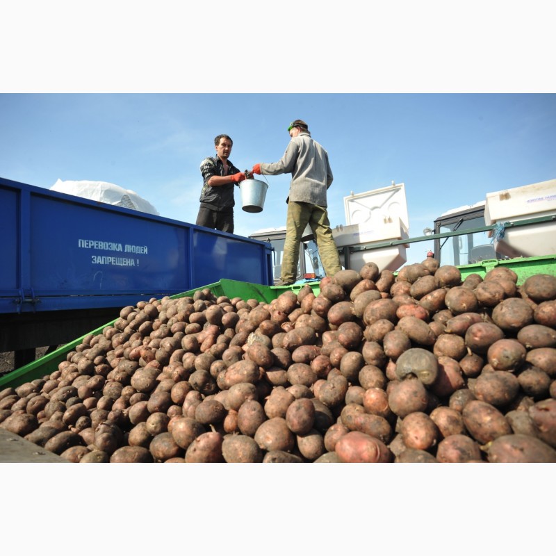 Фото 7. Продажа картофеля оптом от крупнейшего хозяйства УРФО