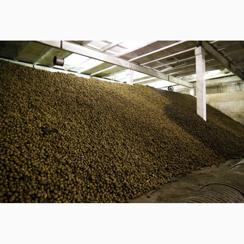 Фото 9. Продажа картофеля оптом от крупнейшего хозяйства УРФО