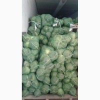 Предлагаем капусту молодую (Узбекистан) отличного качества со склада в г. Ульяновске