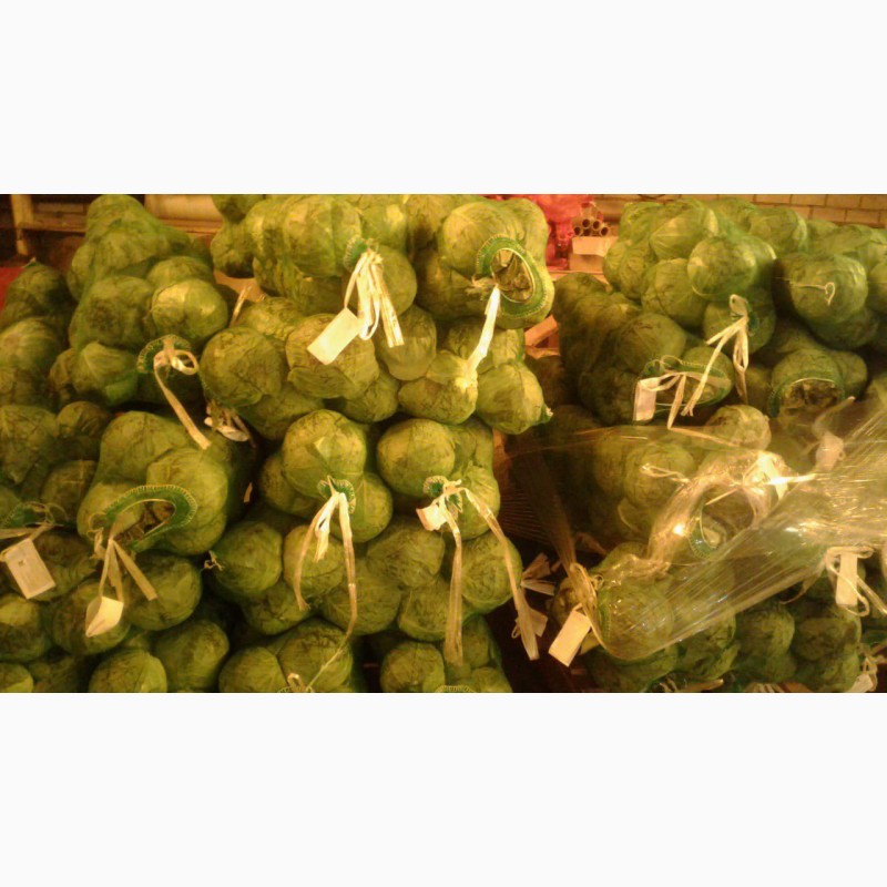Фото 2. Предлагаем капусту молодую (Узбекистан) отличного качества со склада в г. Ульяновске