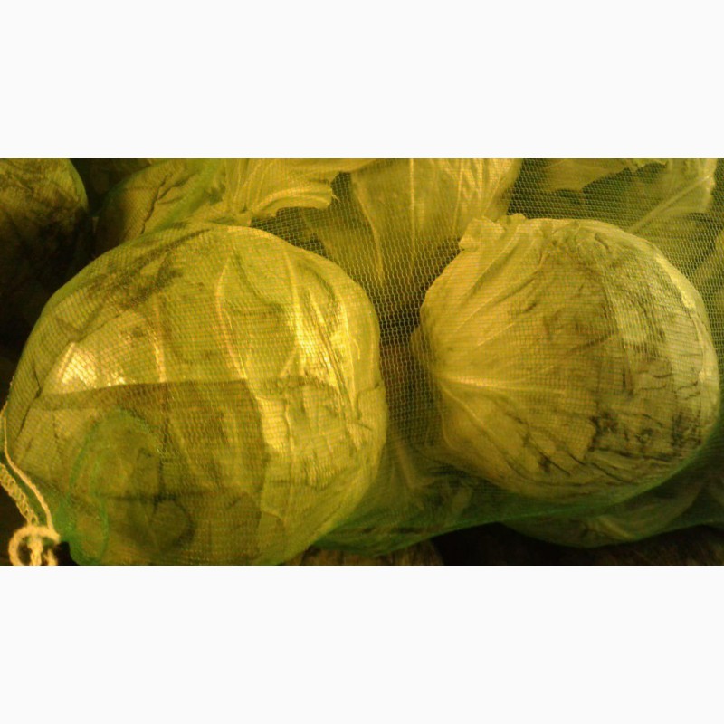 Фото 3. Предлагаем капусту молодую (Узбекистан) отличного качества со склада в г. Ульяновске