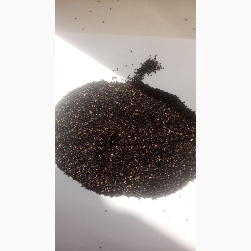 Фото 2. Семена чёрного Амаранта