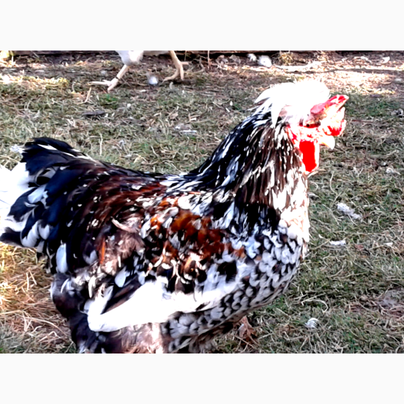 Фото 6. Русские хохлатые инкуб яйцо цыплята молодняк