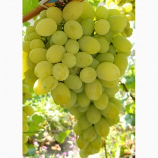 Продам виноград Плевен Августин и прочие