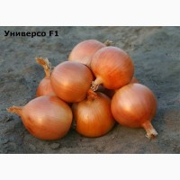 Семена лука УНИВЕРСО первой репродукции (Киргизия)