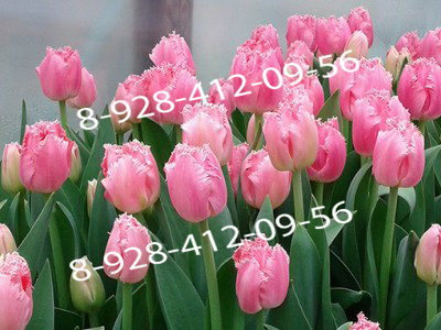 Тюльпаны оптом к 8 Марта 2020