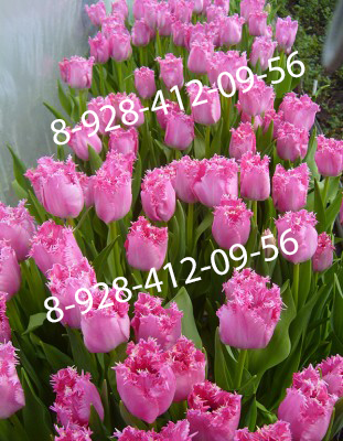 Фото 3. Тюльпаны оптом к 8 Марта 2020