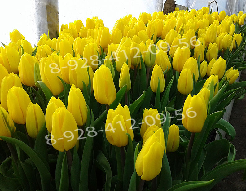 Фото 4. Тюльпаны оптом к 8 Марта 2020