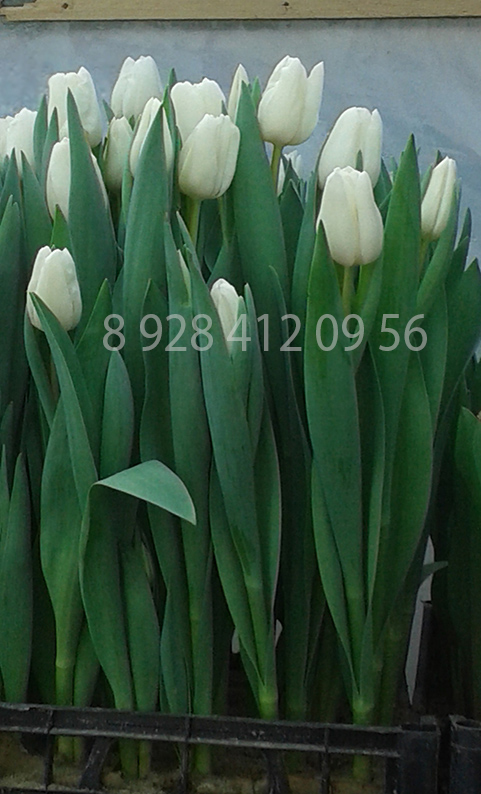 Фото 5. Тюльпаны оптом к 8 Марта 2020