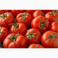 Продаём помидоры сорт высокого из Турции
