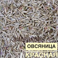 Овсяница луговая/овсяница красная/овсяница тростниковая