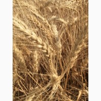Семена озимой пшеницы сорт Лидия ЭС