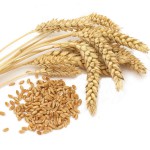 Пшеница 3 класса оптом от производителя в Омске