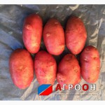 Картофель Ред Скарлетт оптом от 20 тонн