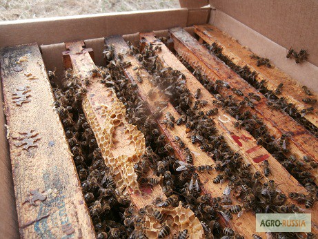 Фото 15. Пакеты для перевозки пчел