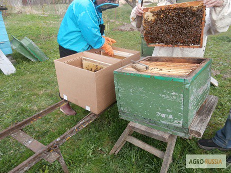 Фото 7. Пакеты для перевозки пчел