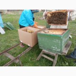 Пакеты для перевозки пчел