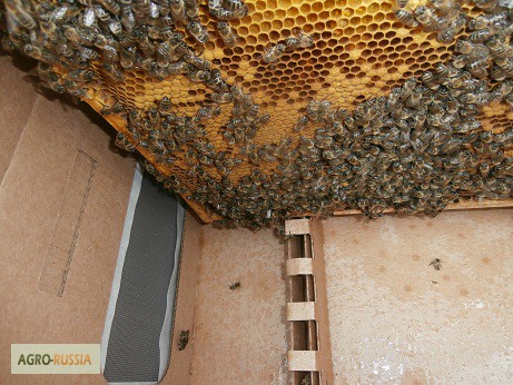 Фото 9. Пакеты для перевозки пчел