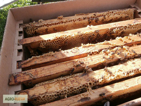 Фото 10. Пакеты для перевозки пчел